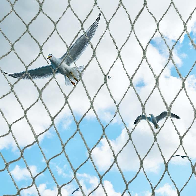 Bird Net